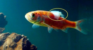 Hniloba ploutví u ryb v jezírku - příčiny, příznaky, léčba